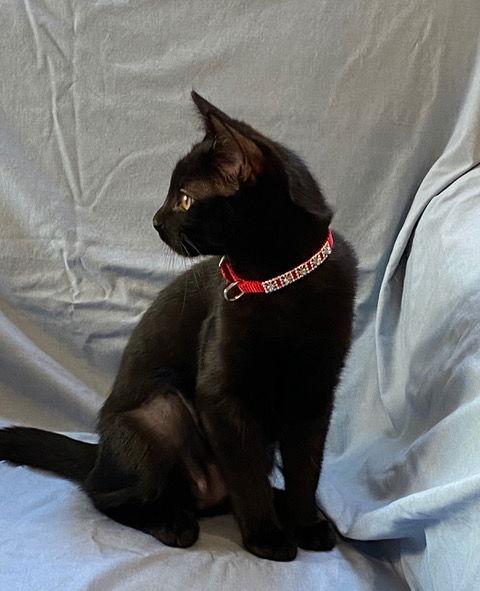 Enlarge Java, I'm Gentle! Adopt Me With Daisy!, a Adoptable mixed breed in Newport Beach, CA image 2/3