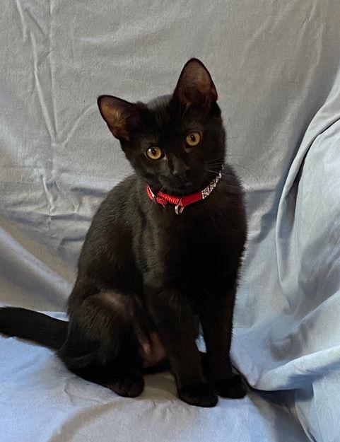 Enlarge Java, I'm Gentle! Adopt Me With Daisy!, a Adoptable mixed breed in Newport Beach, CA image 3/3