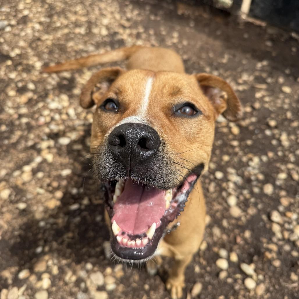 Thor 05-1412, Adoptable, Adult Male Boxer & Mixed Breed.