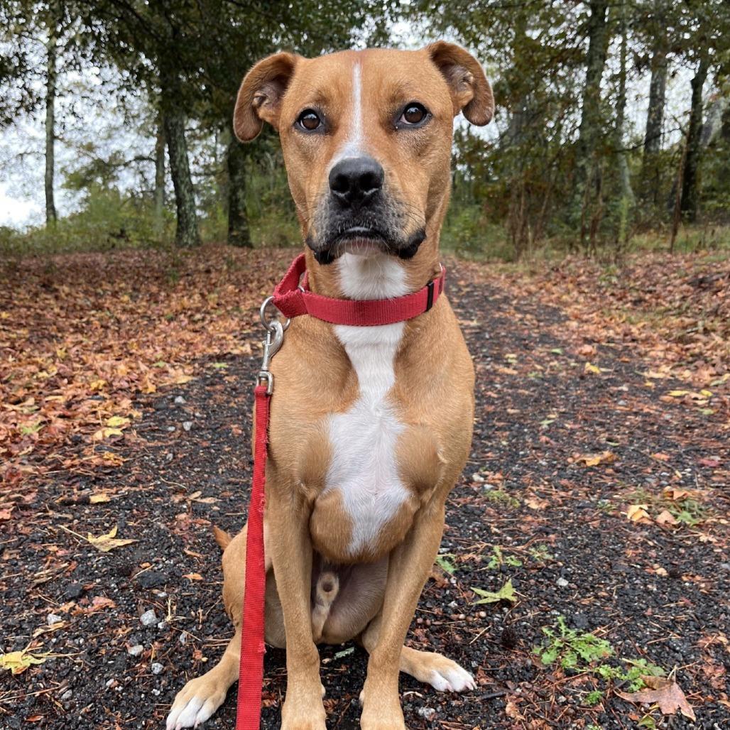 Enlarge Thor 05-1412, a Adoptable mixed breed in Tyrone, GA image 2/6