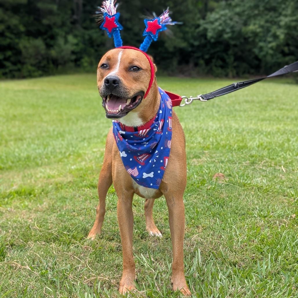 Enlarge Thor 05-1412, a Adoptable mixed breed in Tyrone, GA image 3/6