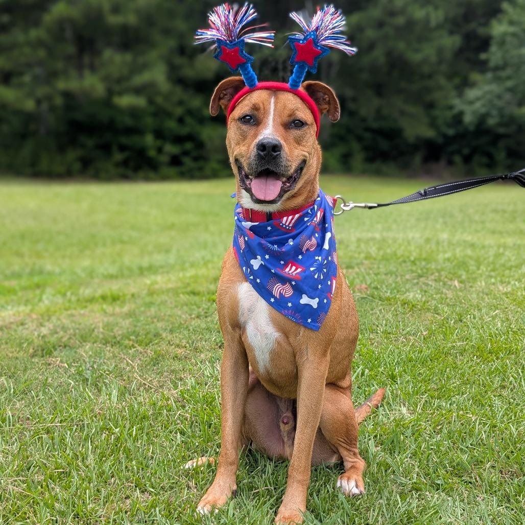 Enlarge Thor 05-1412, a Adoptable mixed breed in Tyrone, GA image 4/6