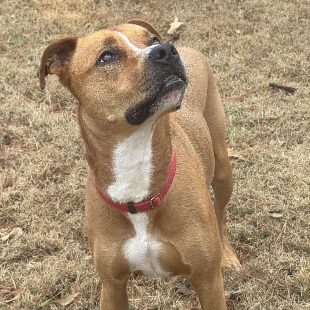 Enlarge Thor 05-1412, a Adoptable mixed breed in Tyrone, GA image 5/6