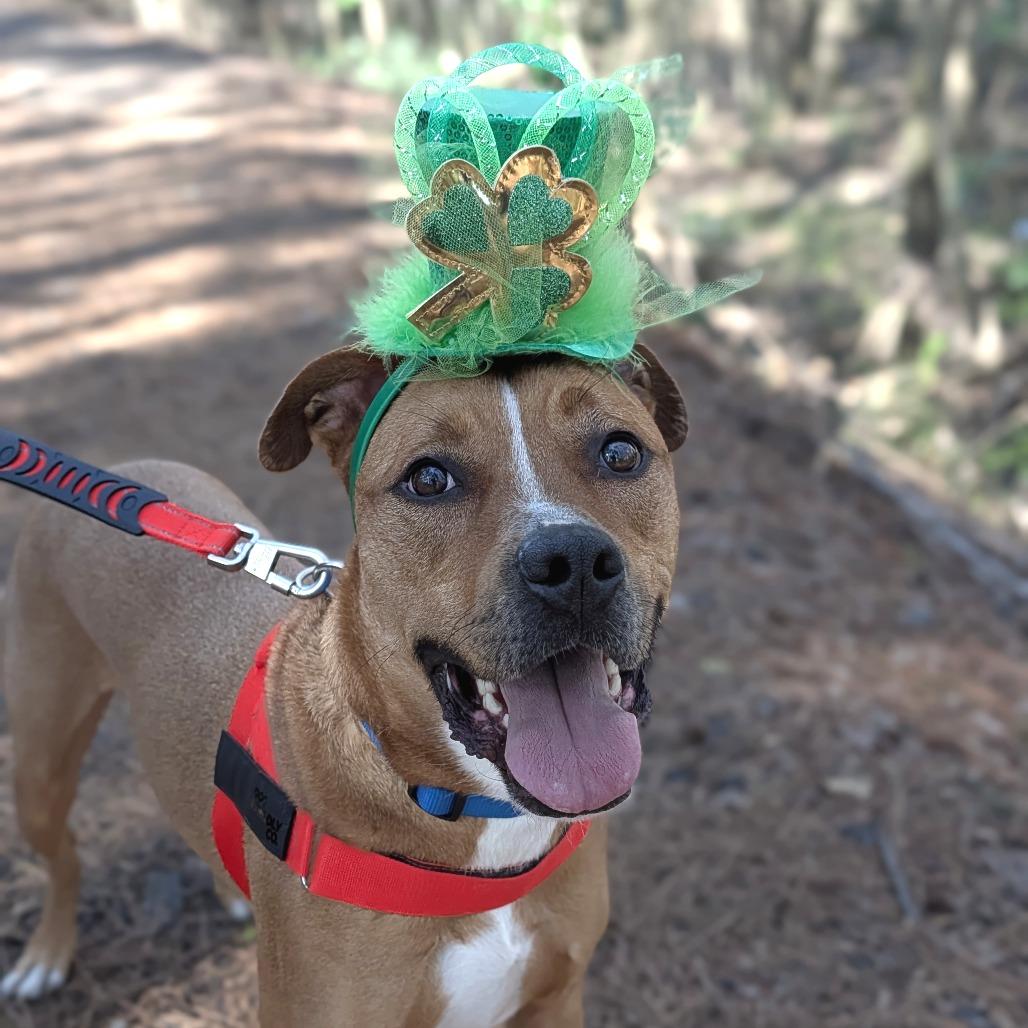 Enlarge Thor 05-1412, a Adoptable mixed breed in Tyrone, GA image 6/6