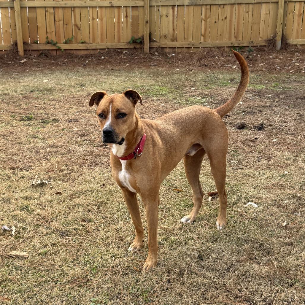 Enlarge Thor 05-1412, a Adoptable mixed breed in Tyrone, GA image 6/6