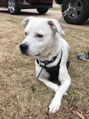 Cooper photo 1
