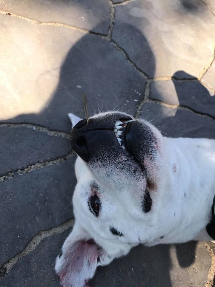 Cooper photo 2