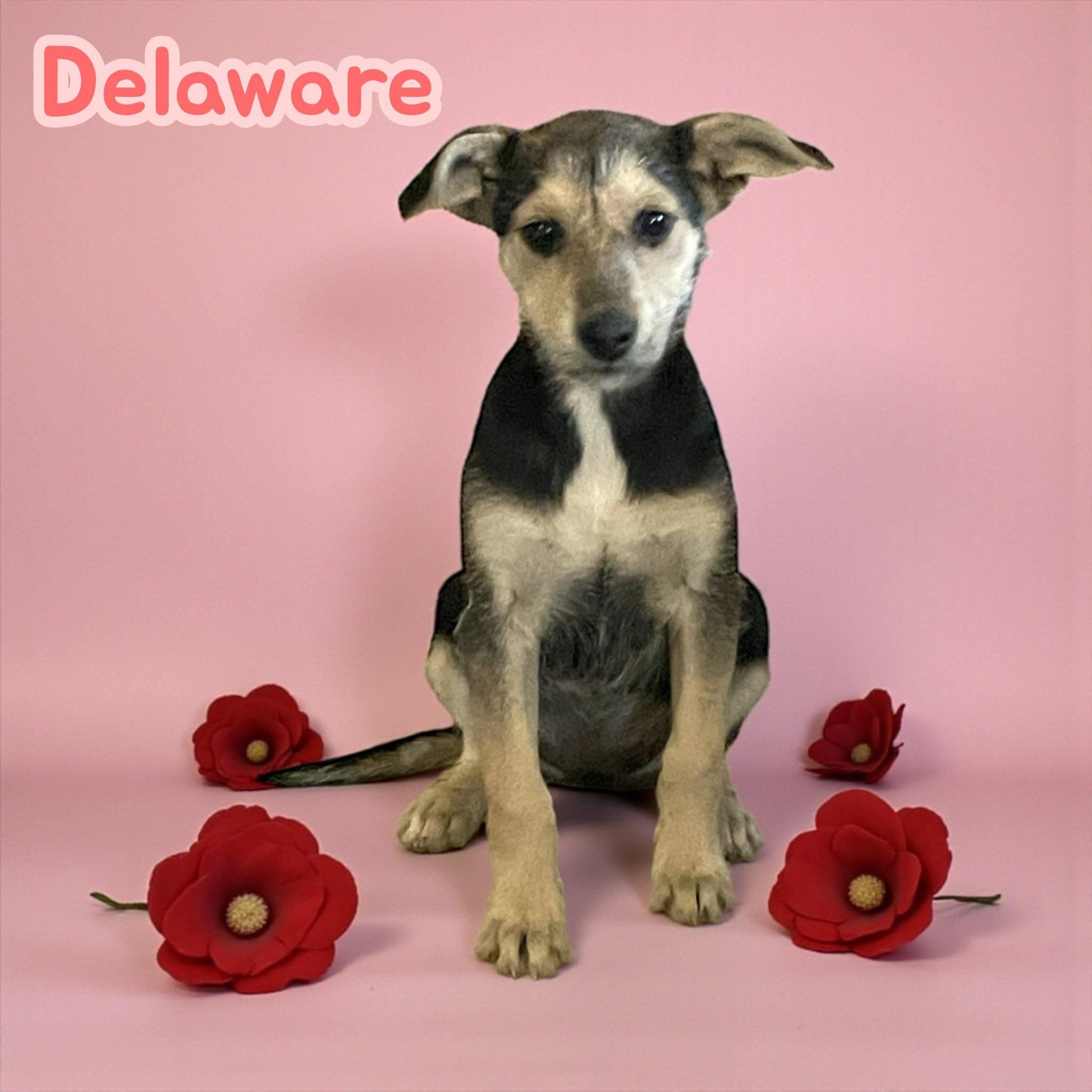 Enlarge Delaware, a Adoptable mixed breed in Hartford, CT image 1/3