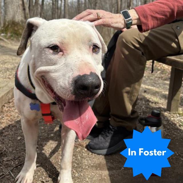 CIMARRON, Adoptable, Young Male Pit Bull Terrier & Mixed Breed.
