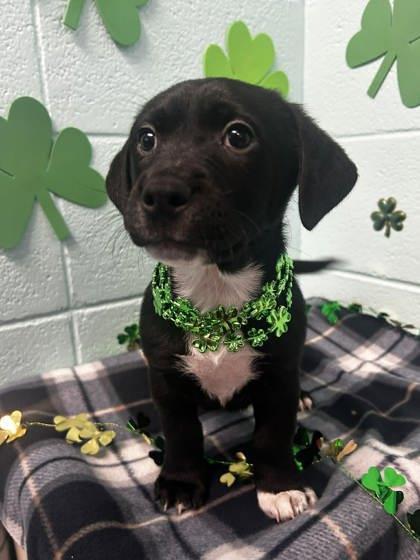 Tommy, Adoptable, Adult Male Terrier & Mixed Breed.