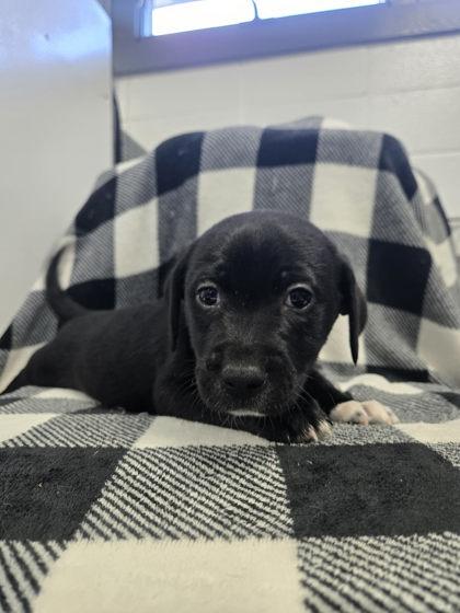 Tommy, Adoptable, Adult Male Hound & Mixed Breed.