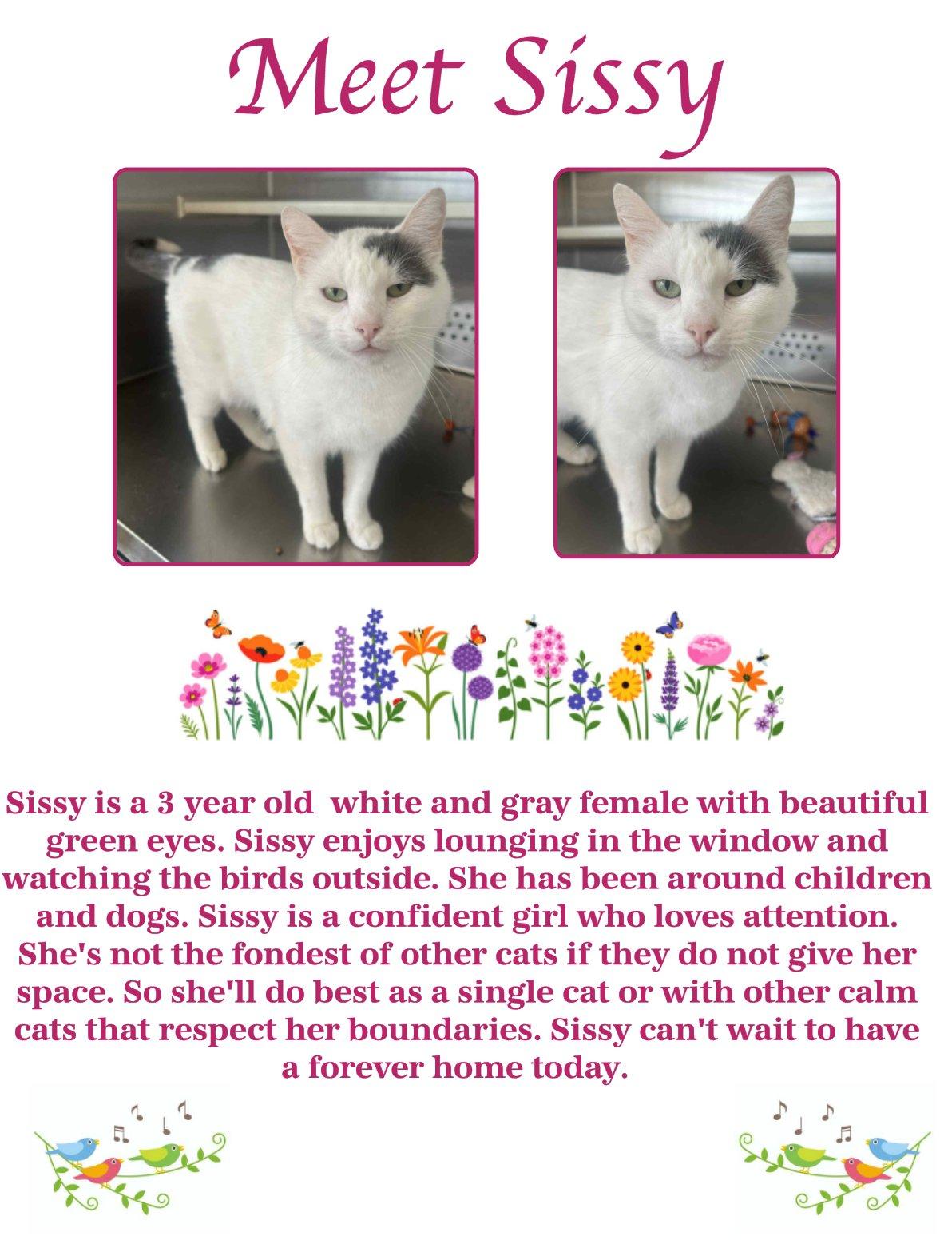 Sissy, Adult Female Domestic Short Hair