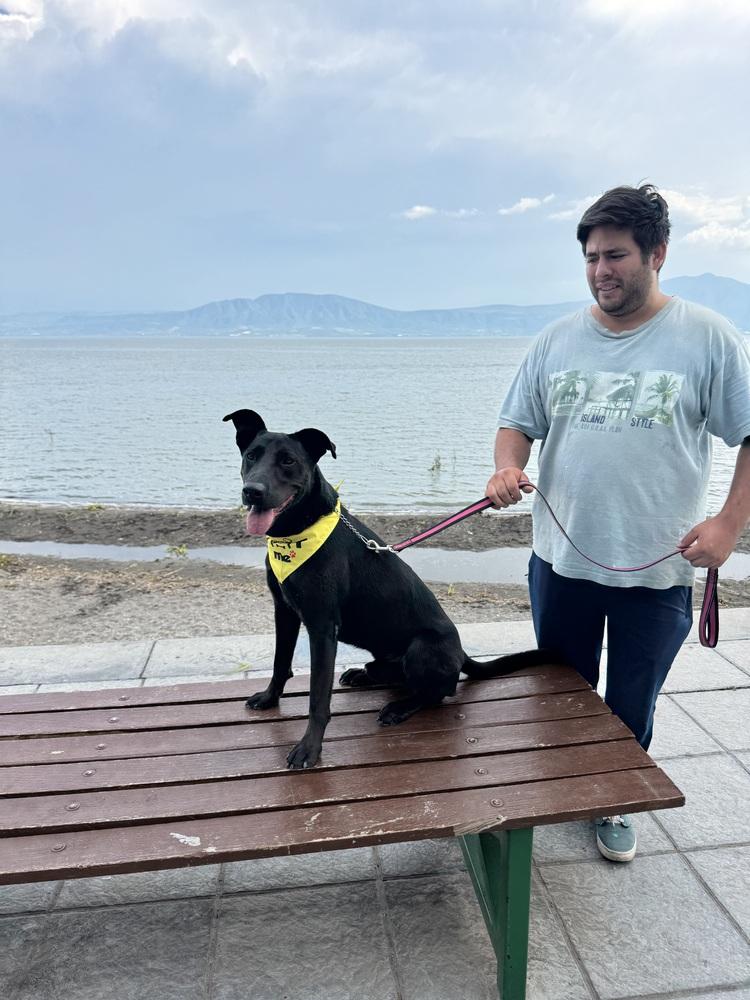 Eugenio, Adoptable, Young Male Labrador Retriever.