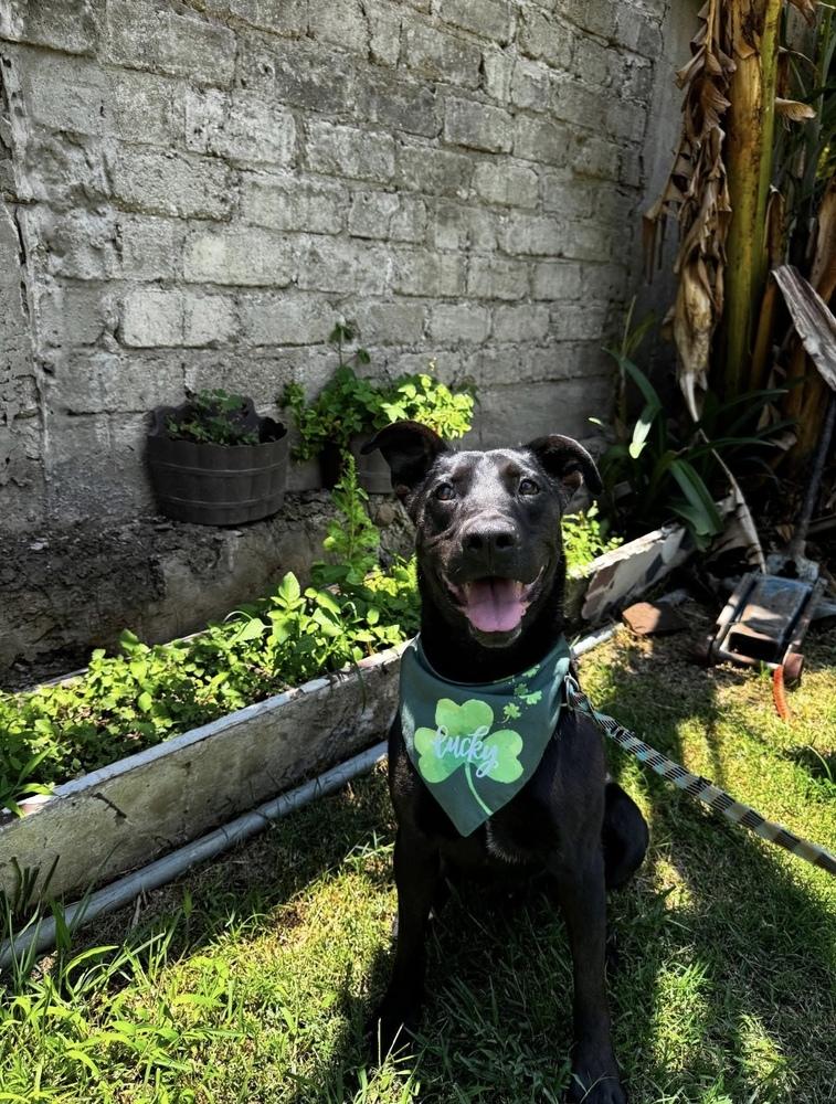 Enlarge Eugenio, a Adoptable mixed breed in Gig Harbor, WA image 3/6