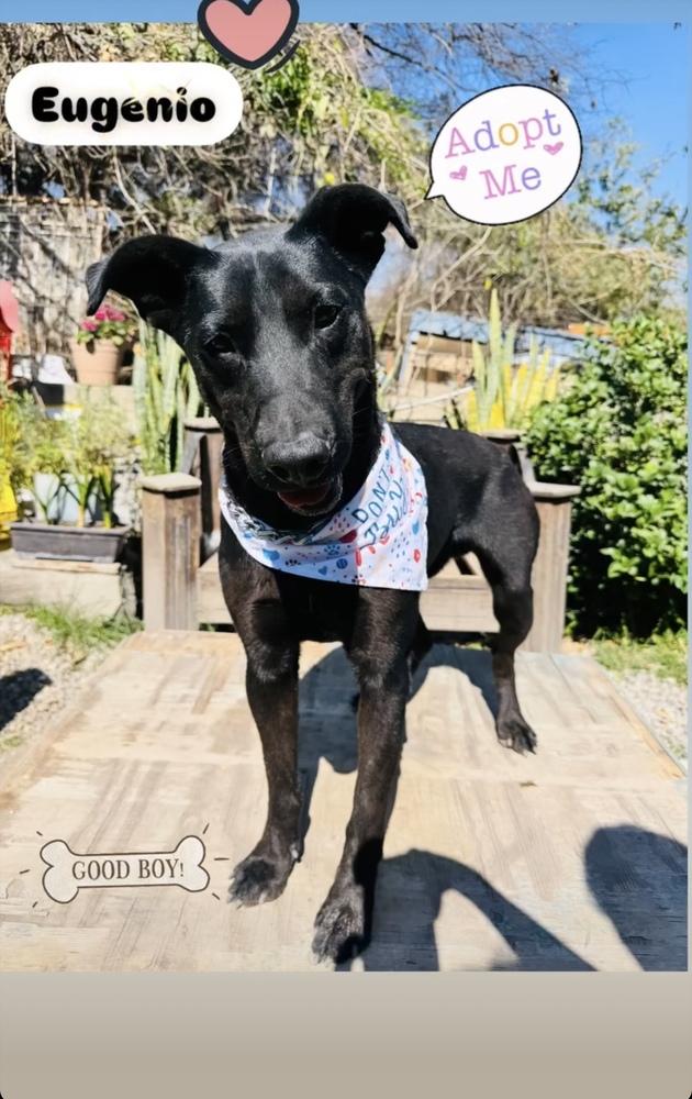 Enlarge Eugenio, a Adoptable mixed breed in Gig Harbor, WA image 6/6