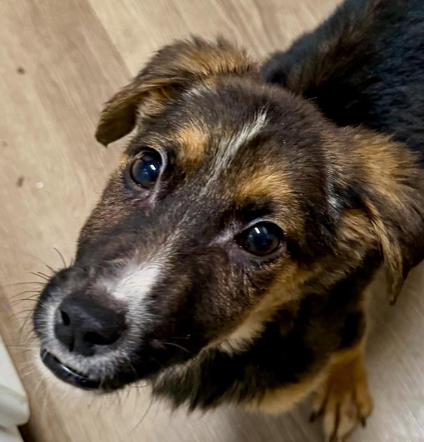 Charlie, an adopted mixed breed in Raleigh, NC image 1/3