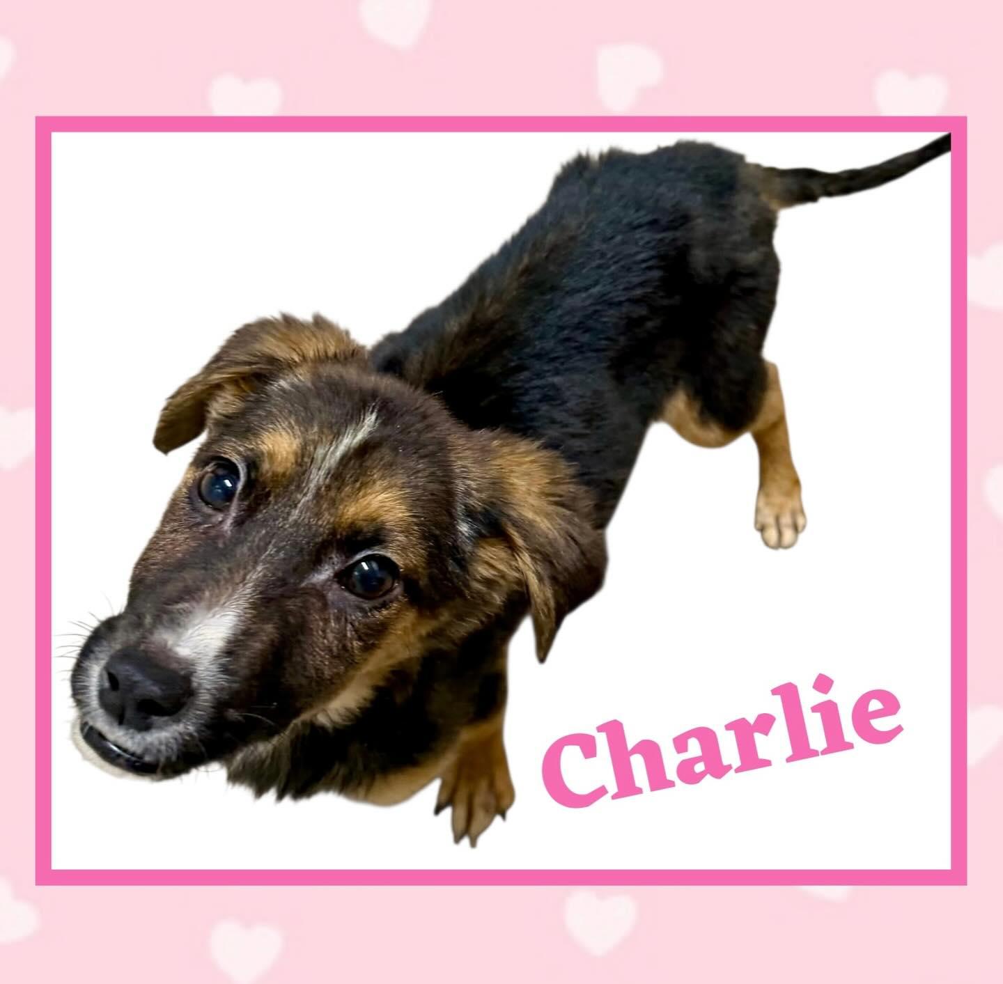 Charlie, an adopted mixed breed in Raleigh, NC image 3/3