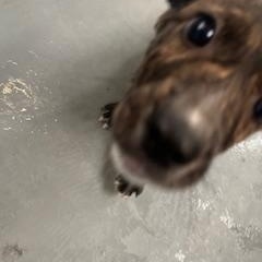 MINNIE MOUSE, Young Female Boxer