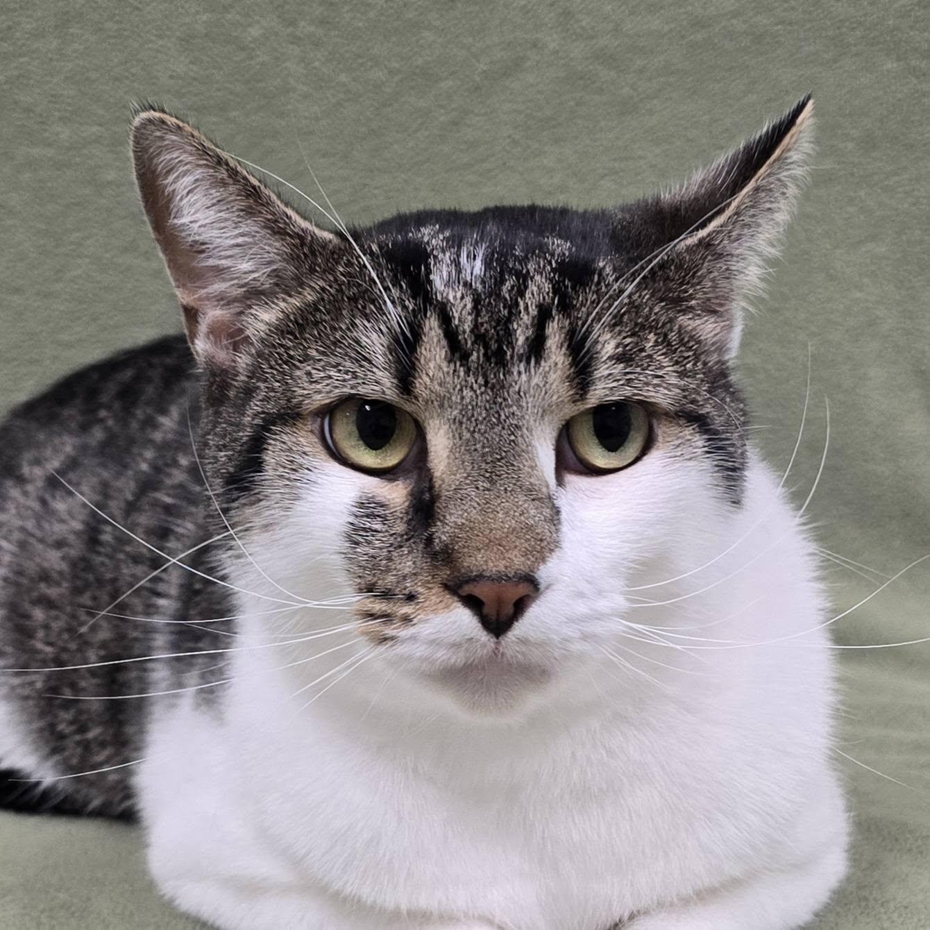 Enlarge Hide, a Adoptable Domestic Short Hair in Frankfort, IN image 2/3