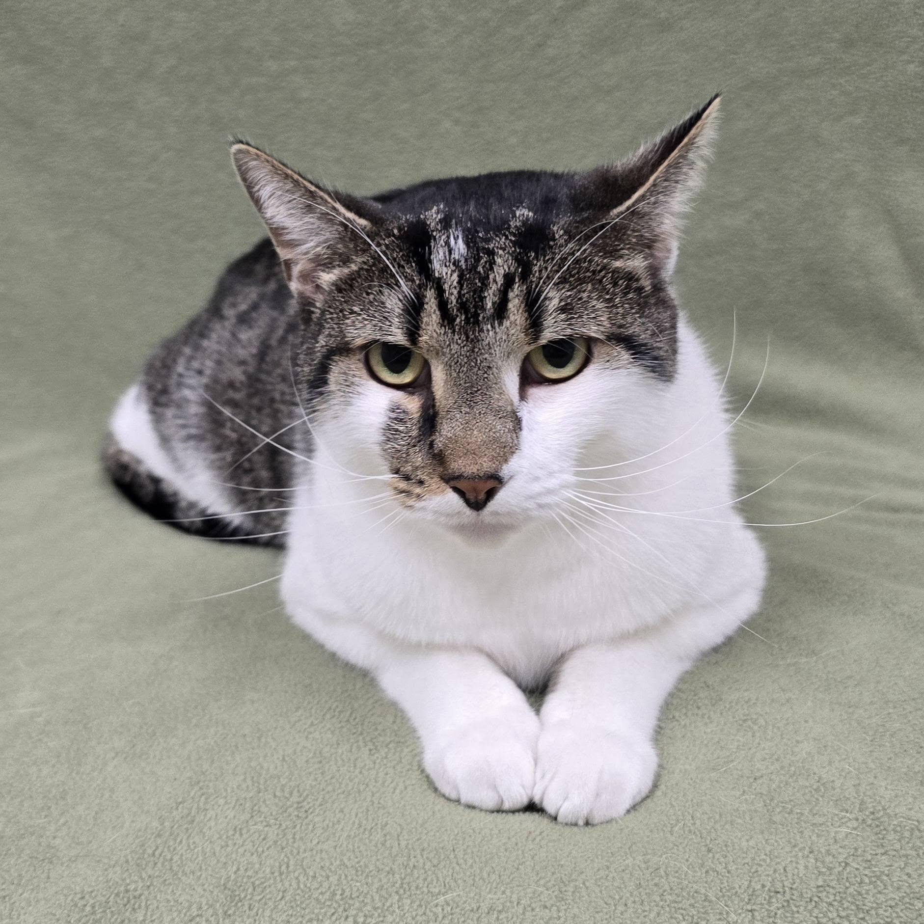 Enlarge Hide, a Adoptable Domestic Short Hair in Frankfort, IN image 3/3