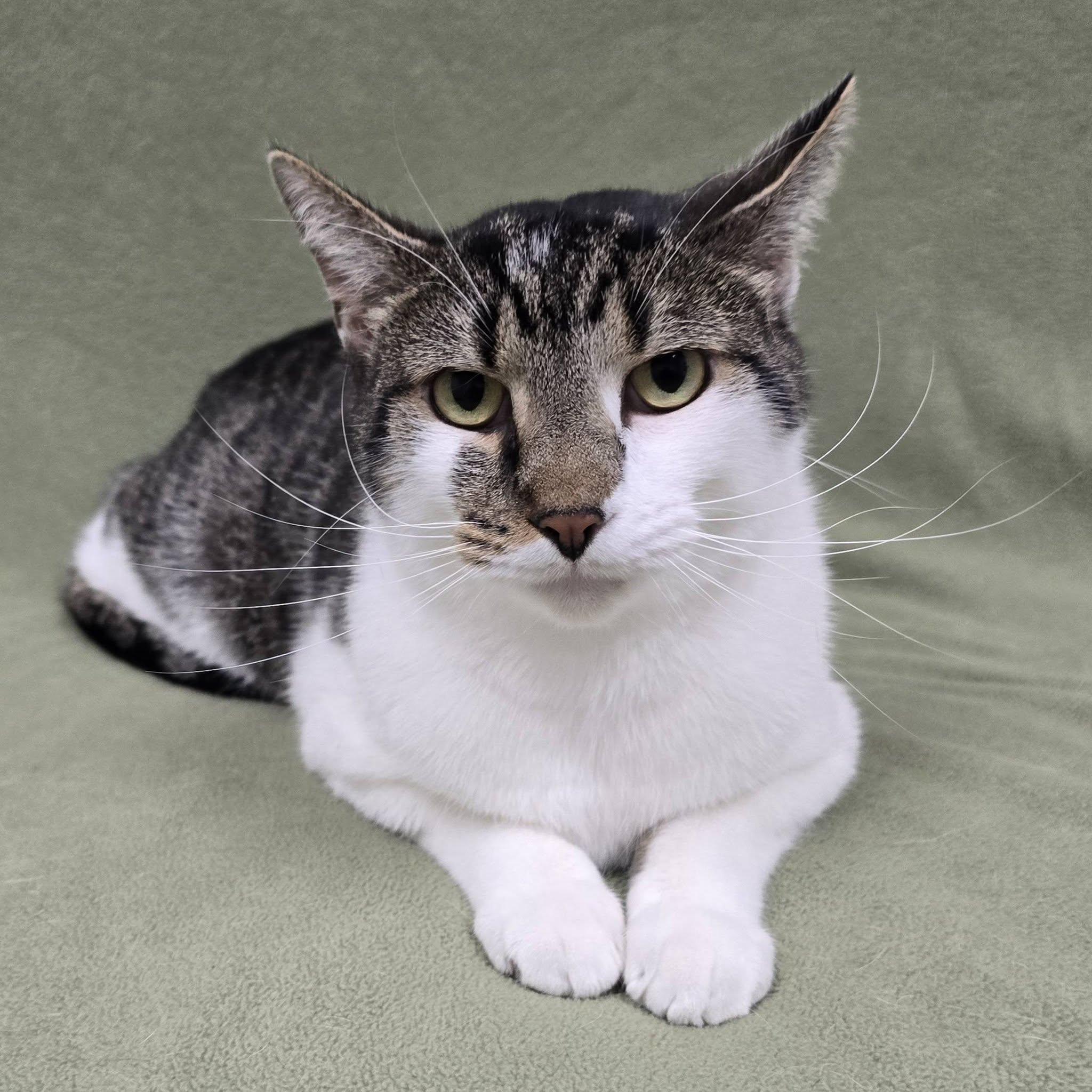 Hide, Adoptable, Adult Male Domestic Short Hair.