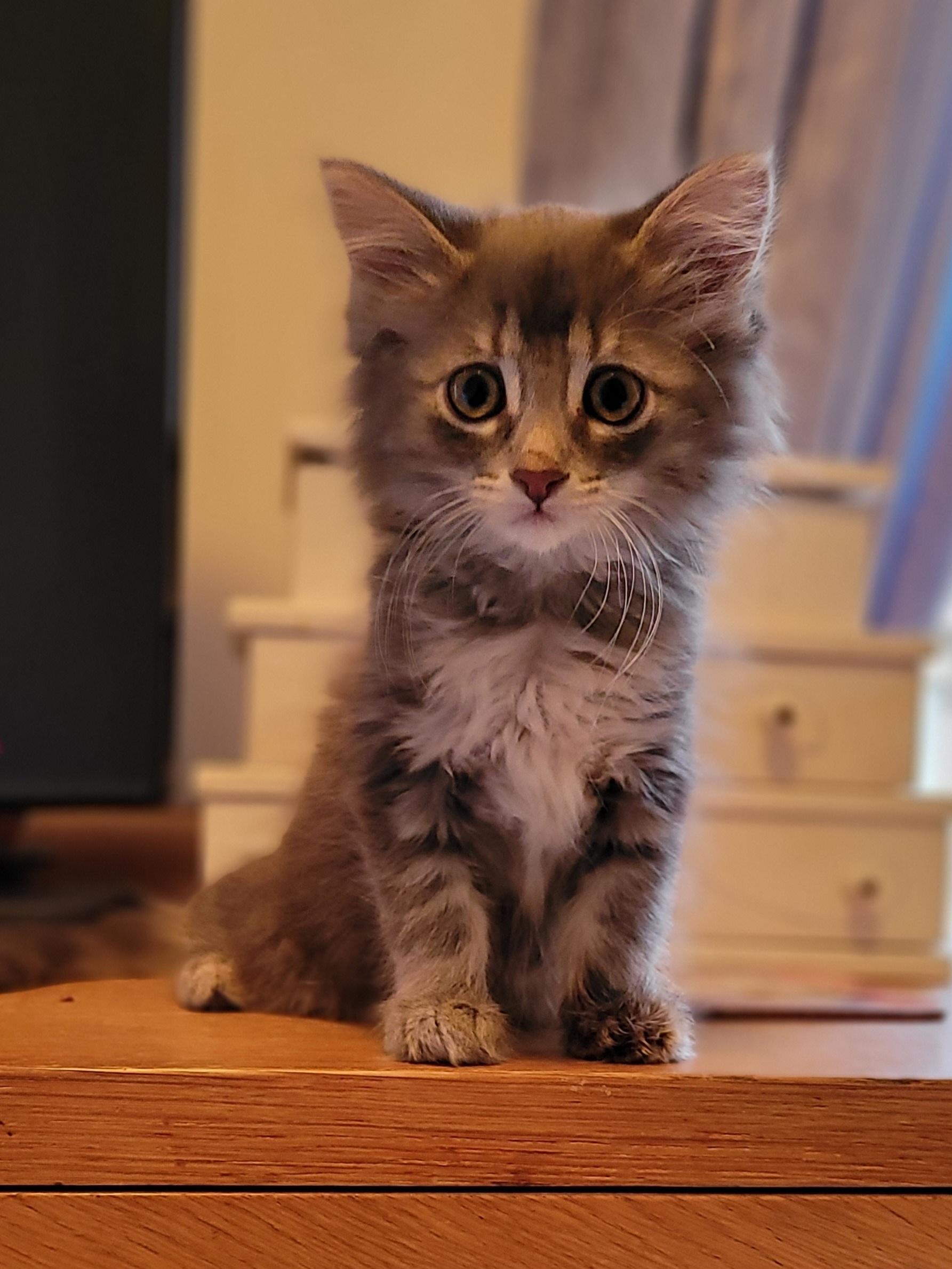 Shale, ADOPTABLE, Kitten Female Domestic Medium Hair.