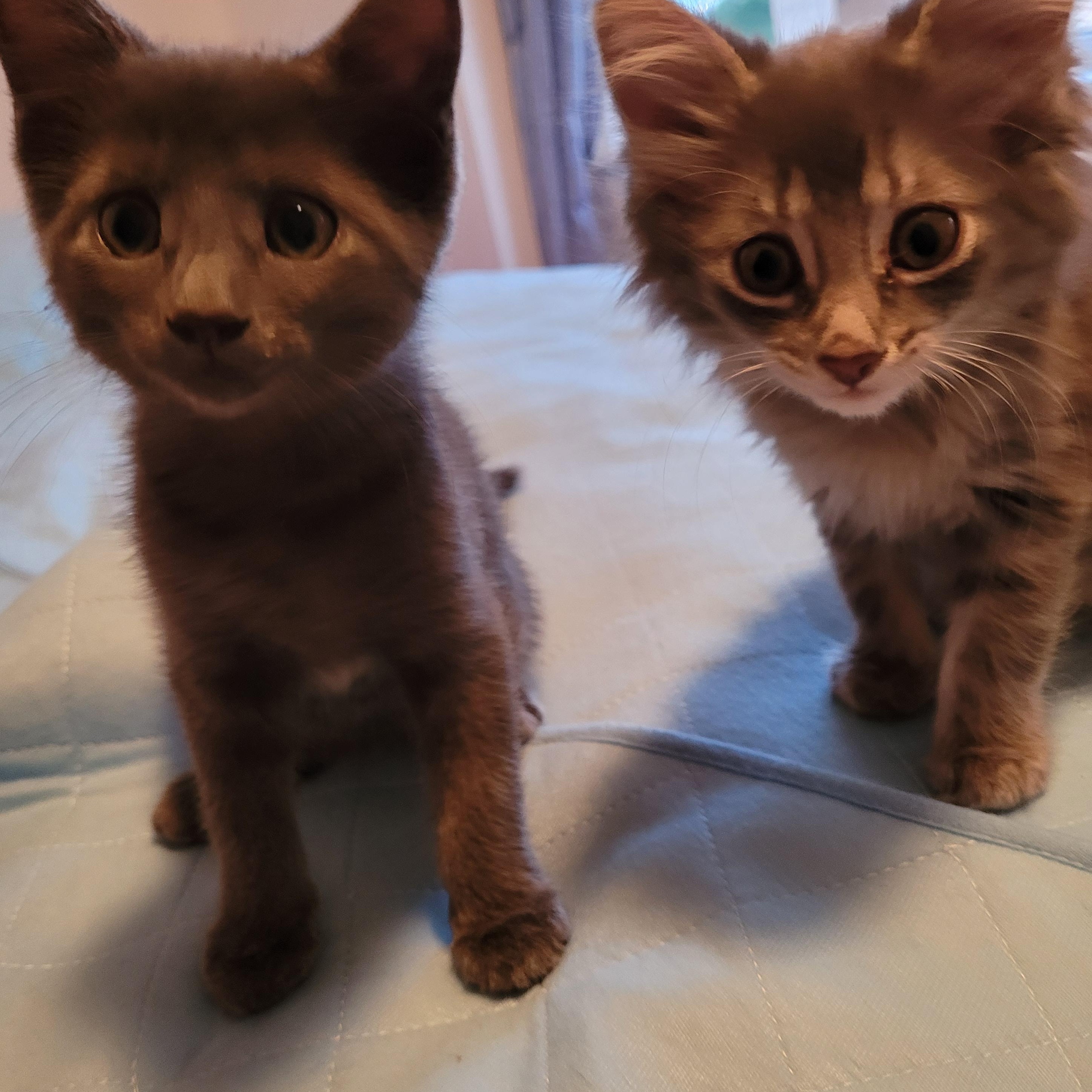 Shale, a ADOPTABLE Domestic Medium Hair in Mississauga, ON image 4/5