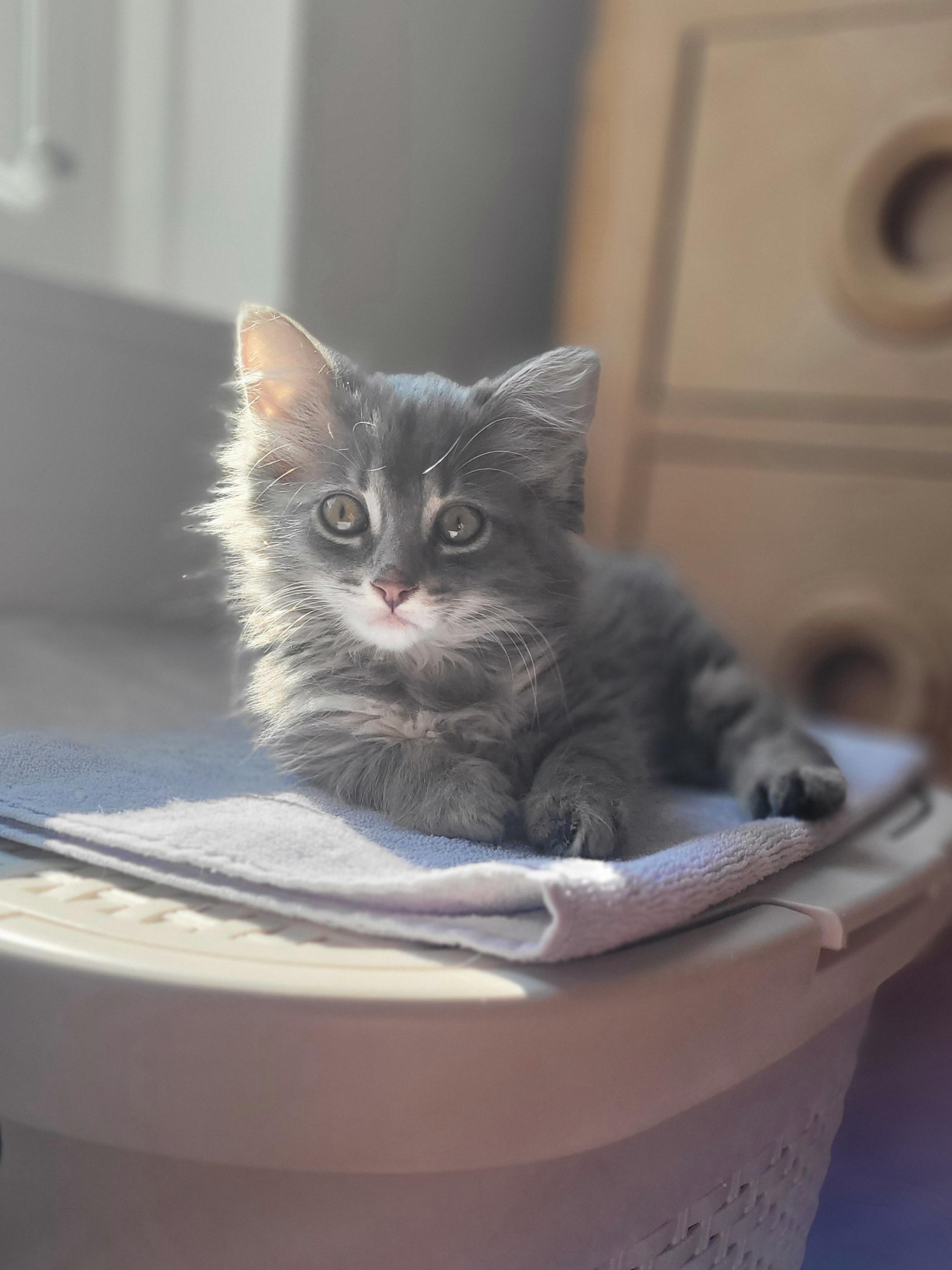 Shale, a ADOPTABLE Domestic Medium Hair in Mississauga, ON image 3/5