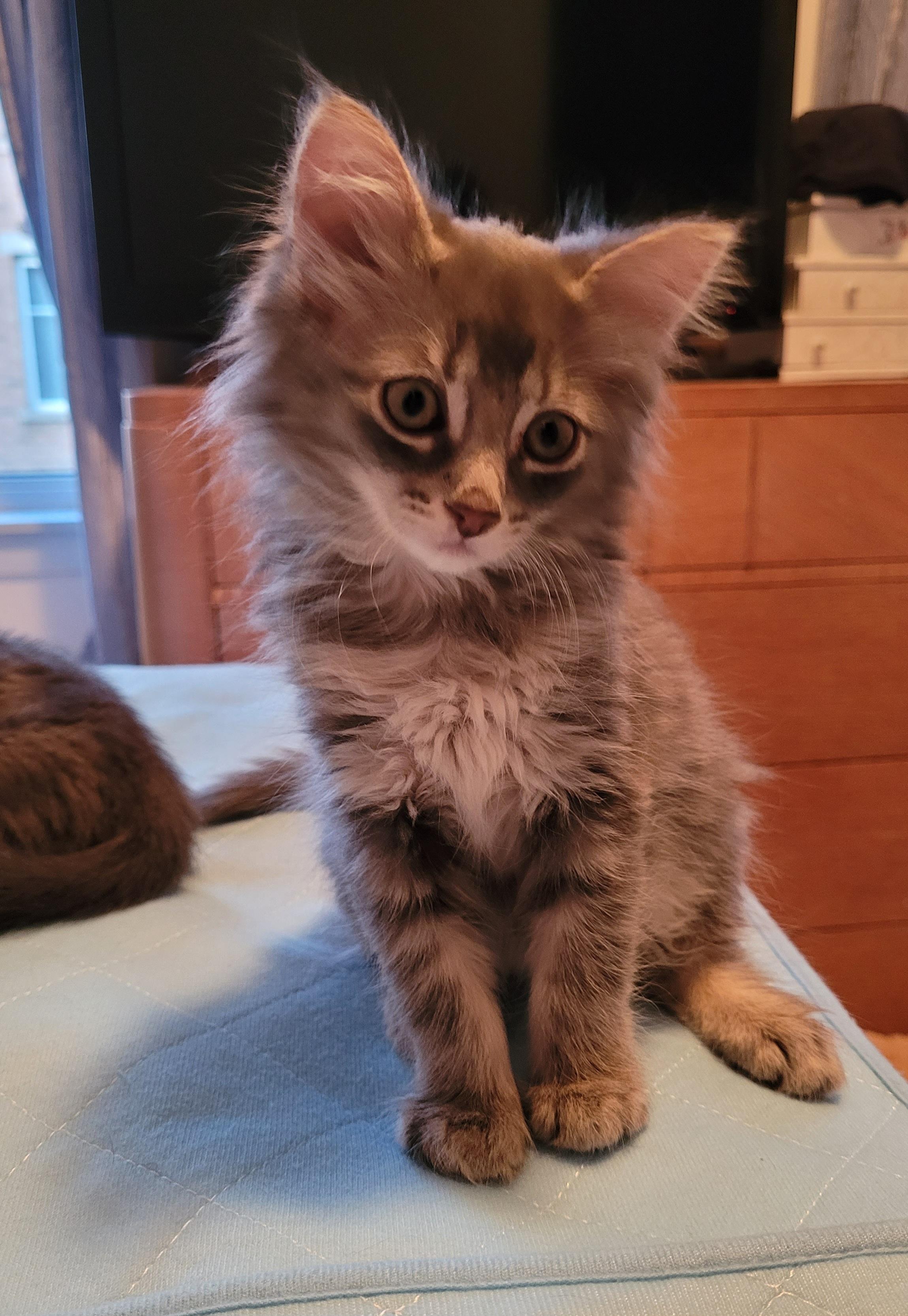 Shale, a ADOPTABLE Domestic Medium Hair in Mississauga, ON image 5/5
