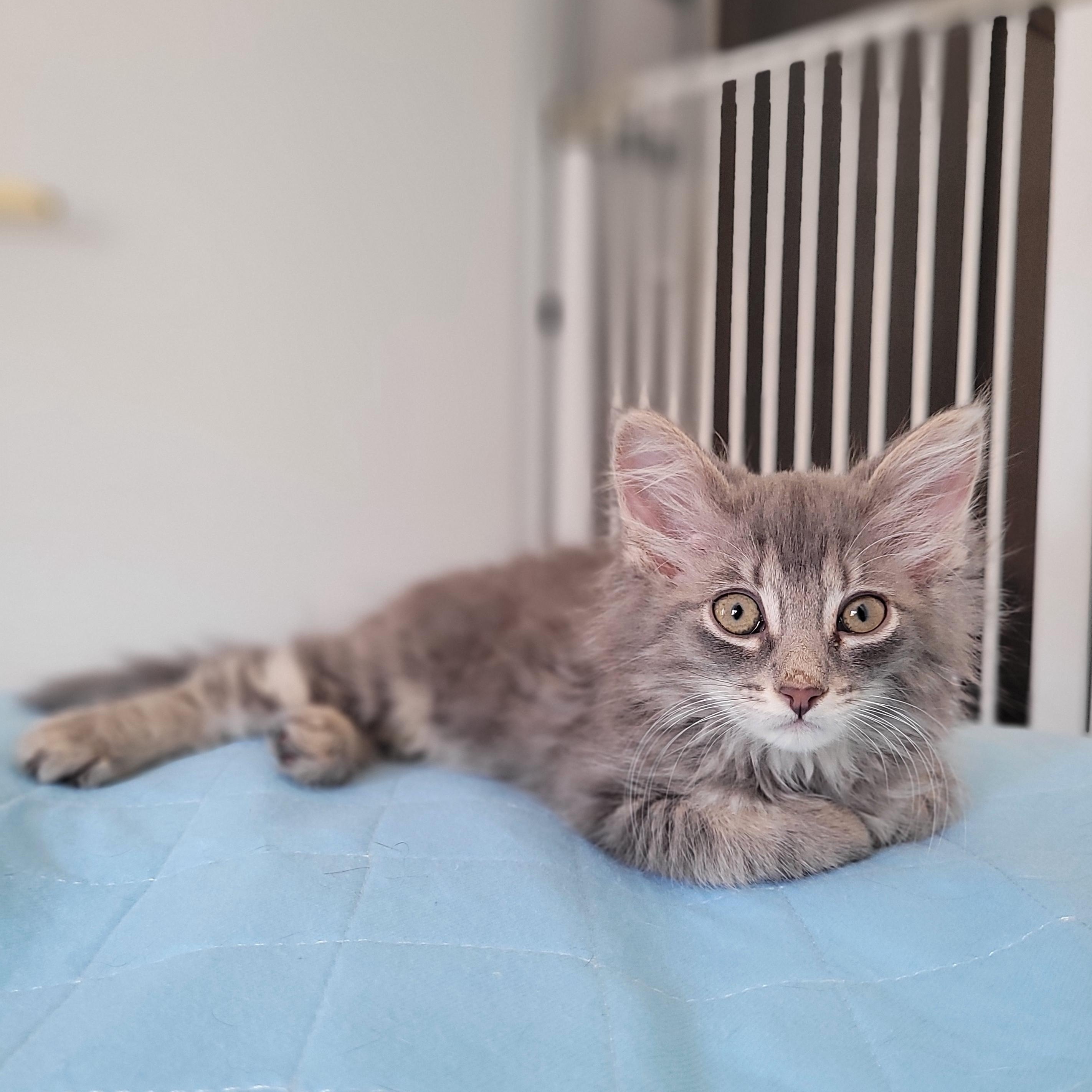 Shale, a ADOPTABLE Domestic Medium Hair in Mississauga, ON image 2/5