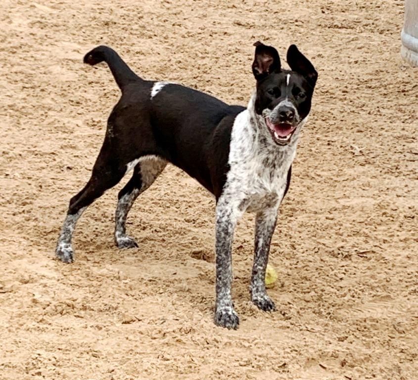 TILLIE, Adoptable, Young Female Australian Cattle Dog / Blue Heeler.