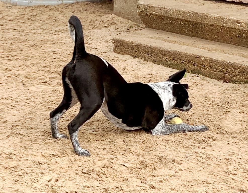 Enlarge TILLIE, a Adoptable mixed breed in Carrollton, TX image 2/11