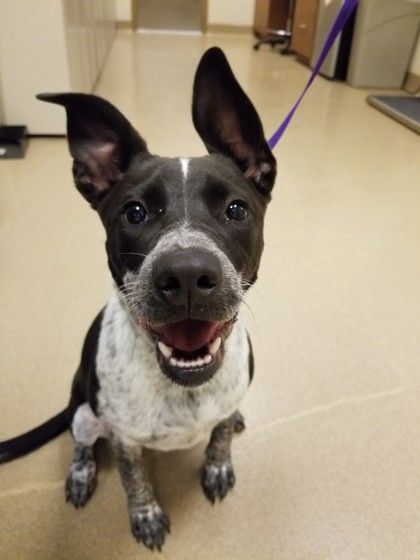 TILLIE, Adoptable, Young Female Australian Cattle Dog / Blue Heeler.