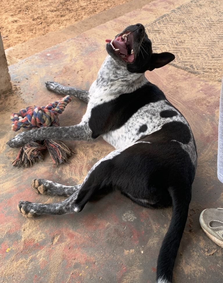 Enlarge TILLIE, a Adoptable mixed breed in Carrollton, TX image 4/11
