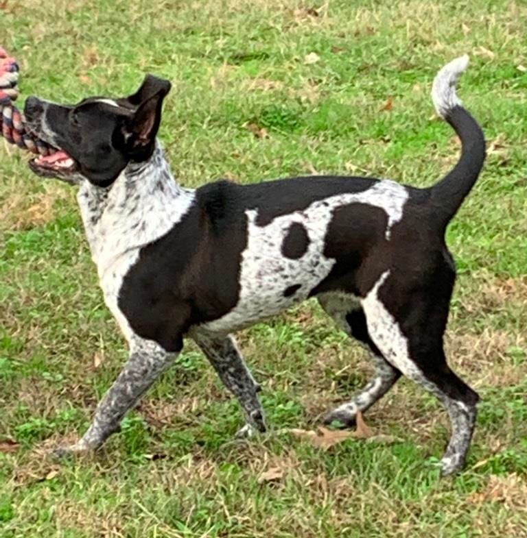 Enlarge TILLIE, a Adoptable mixed breed in Carrollton, TX image 5/11