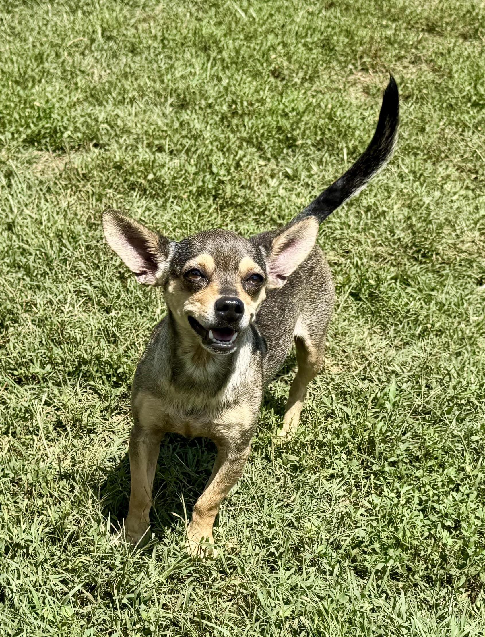 Enlarge Kilo, an adopted Chihuahua in Maiden, NC image 3/5