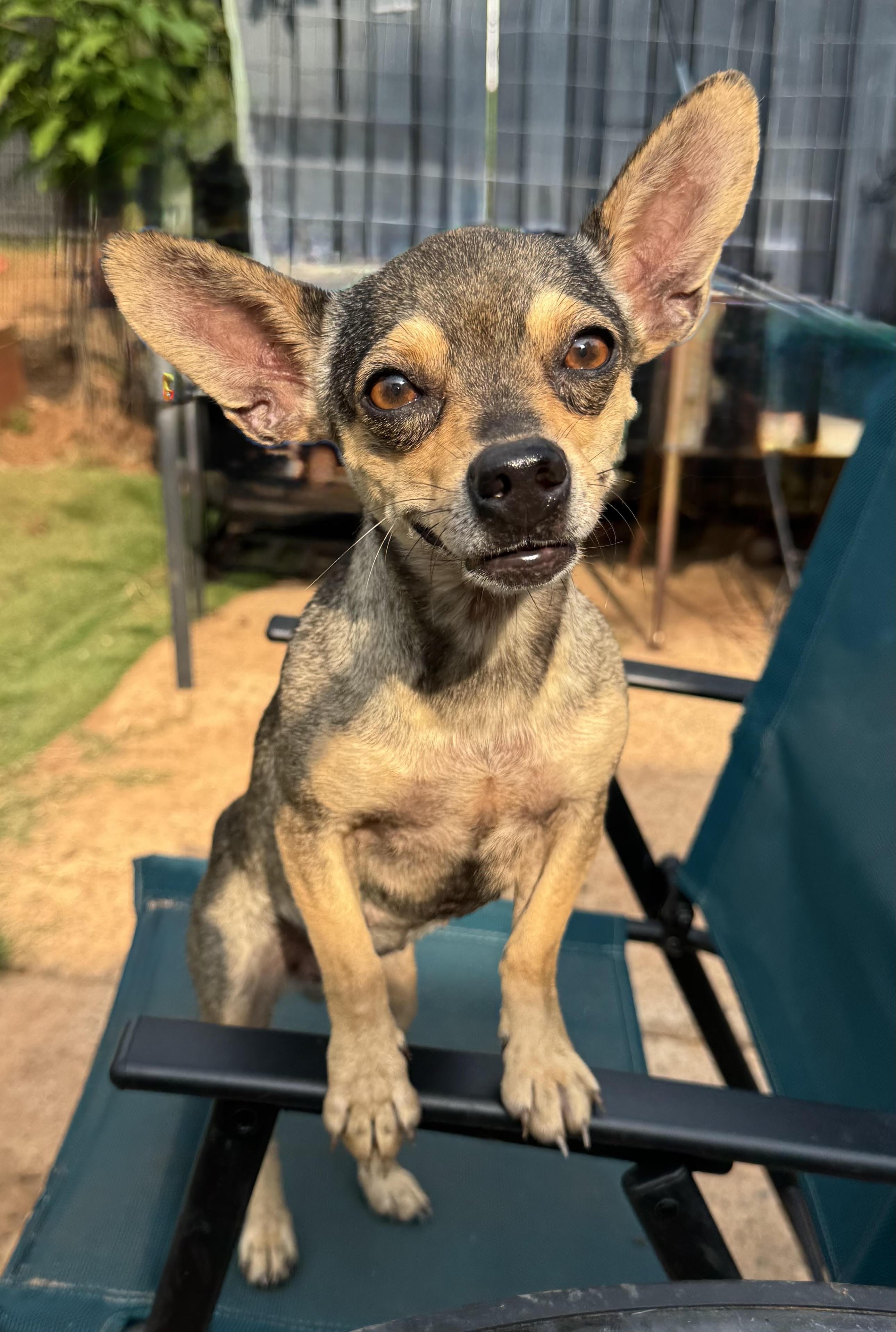 Kilo, adopted, Young Female Chihuahua.