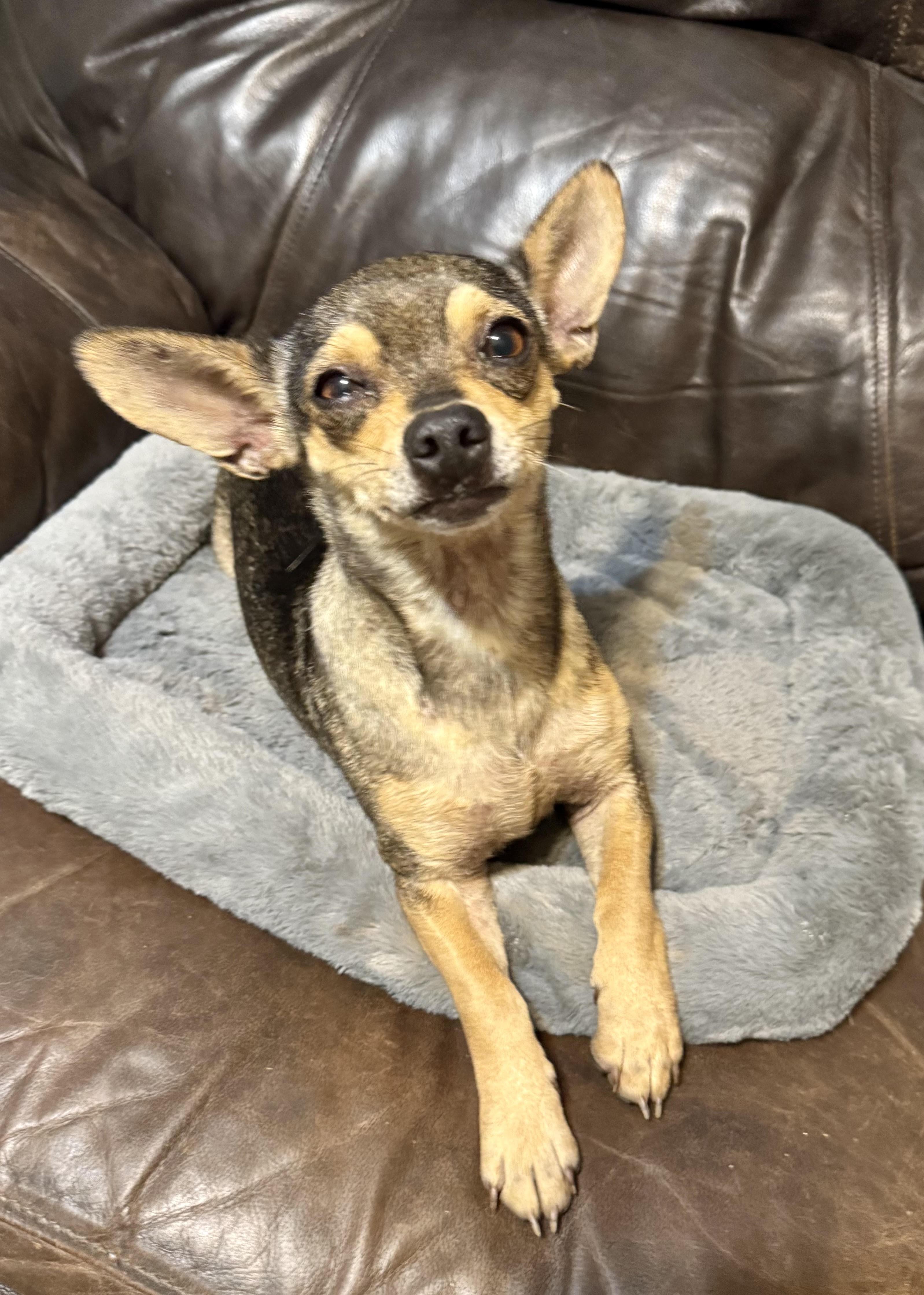 Enlarge Kilo, an adopted Chihuahua in Maiden, NC image 2/5