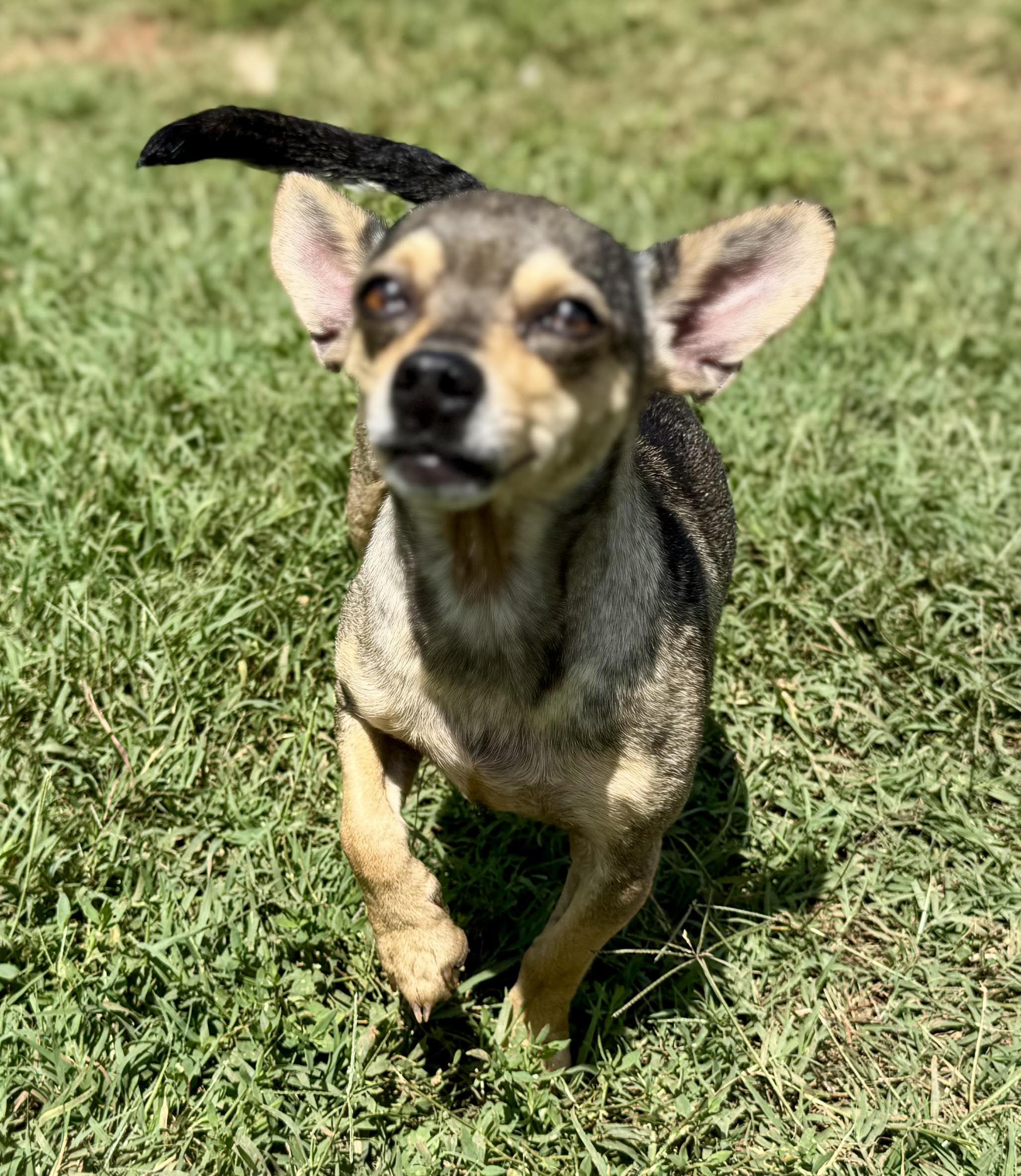 Enlarge Kilo, an adopted Chihuahua in Maiden, NC image 4/5