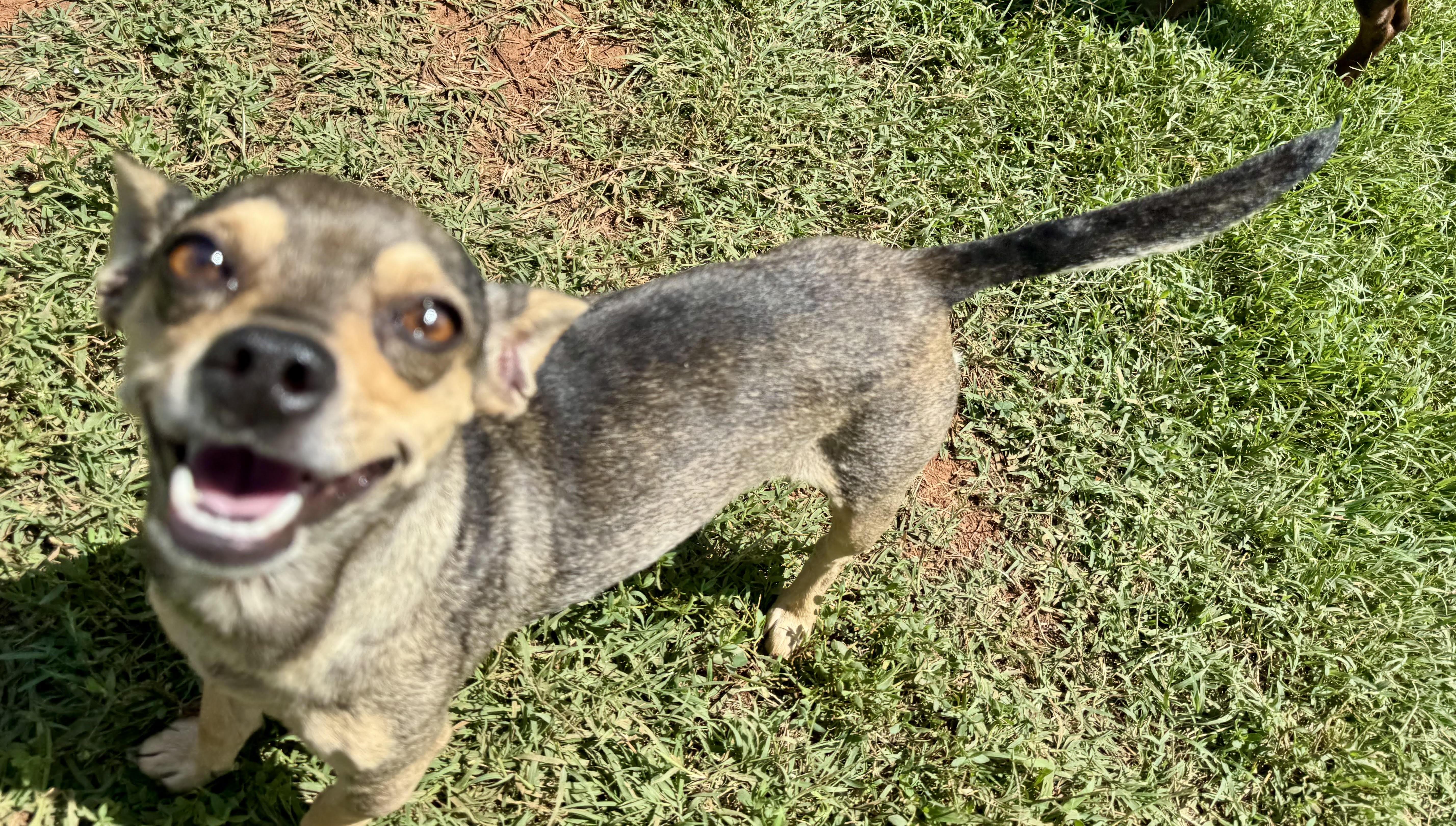 Enlarge Kilo, an adopted Chihuahua in Maiden, NC image 5/5