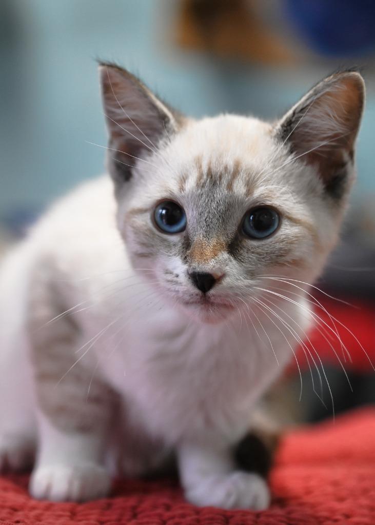 Beau, Adopted, Kitten Male Siamese.