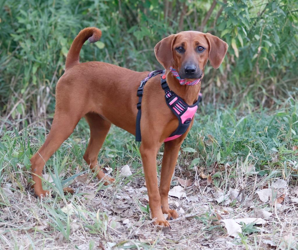 Rose, Adoptable, Puppy Female Redbone Coonhound.