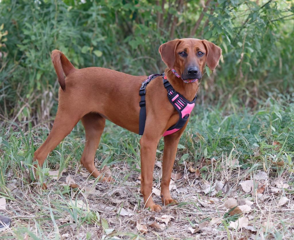 Enlarge Rose, a Adoptable Redbone Coonhound in Savage, MN image 2/3