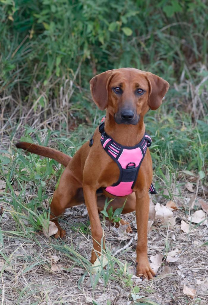 Enlarge Rose, a Adoptable Redbone Coonhound in Savage, MN image 3/3