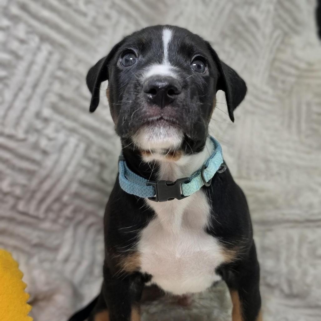 Enlarge Kai, a Adoptable mixed breed in Lancaster, PA image 2/5