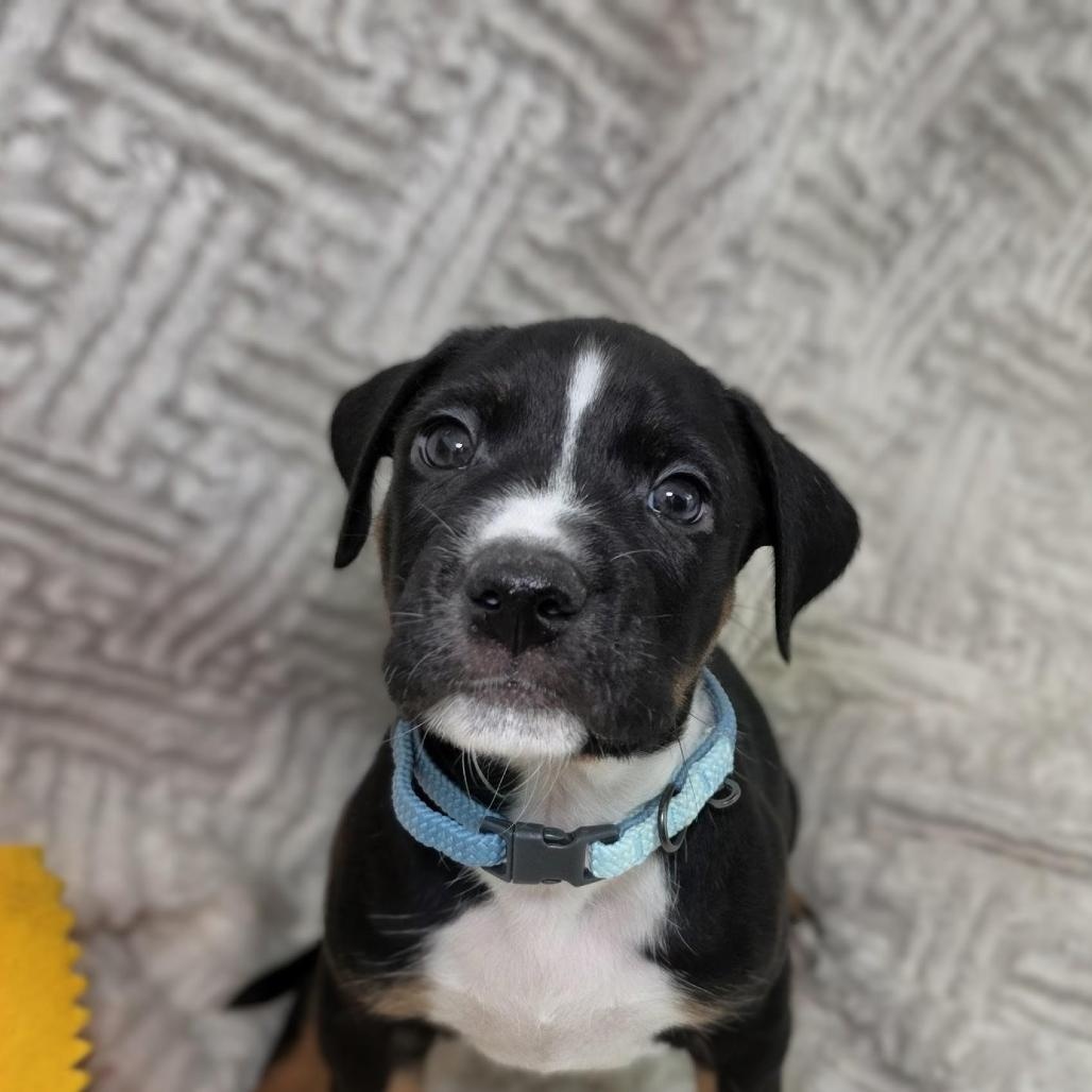 Enlarge Kai, a Adoptable mixed breed in Lancaster, PA image 1/5
