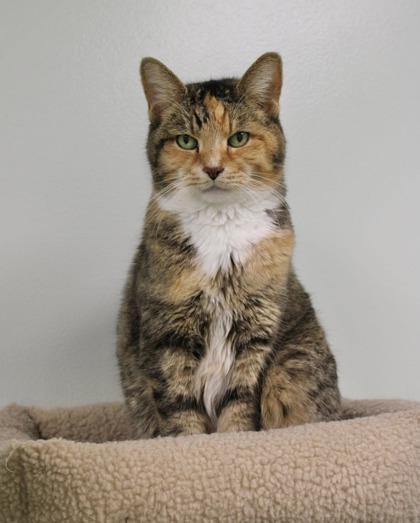 Bailee, Adoptable, Senior Female Domestic Short Hair & Domestic Short Hair.