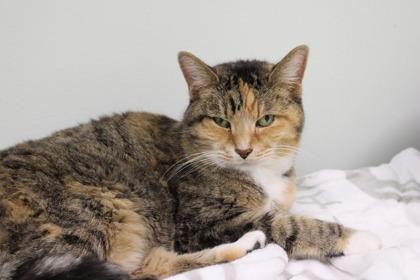 Bailee, a Adoptable Domestic Short Hair in Batavia, OH image 2/3