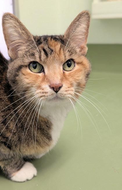 Bailee, a Adoptable Domestic Short Hair in Batavia, OH image 3/3