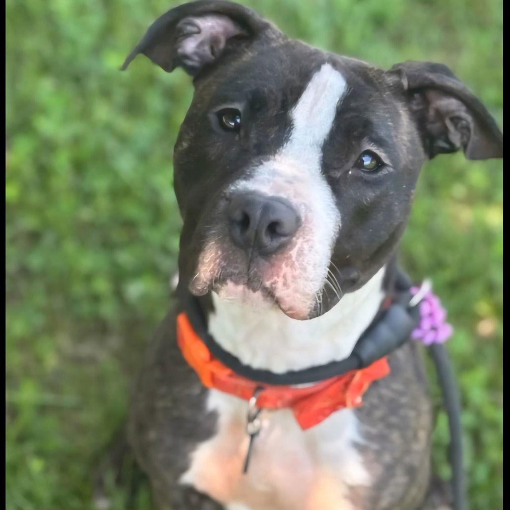 Enlarge Princess, a Adoptable mixed breed in Baltimore, MD image 1/3